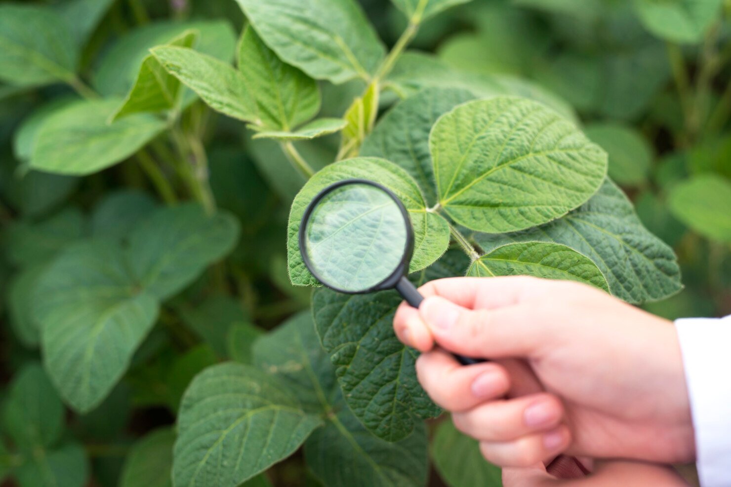 Organic Certification Guidance